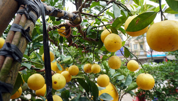 Chanh vàng bonsai phú quý độc lạ thế nào mà gây sốt ở Thủ đô?